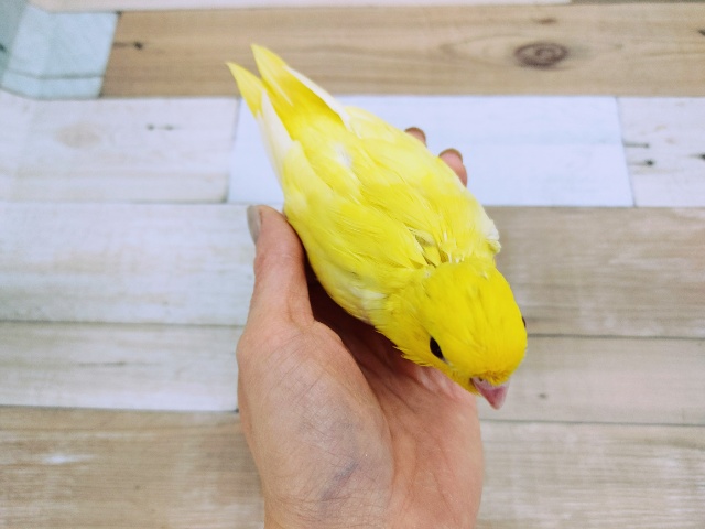 サザナミインコ