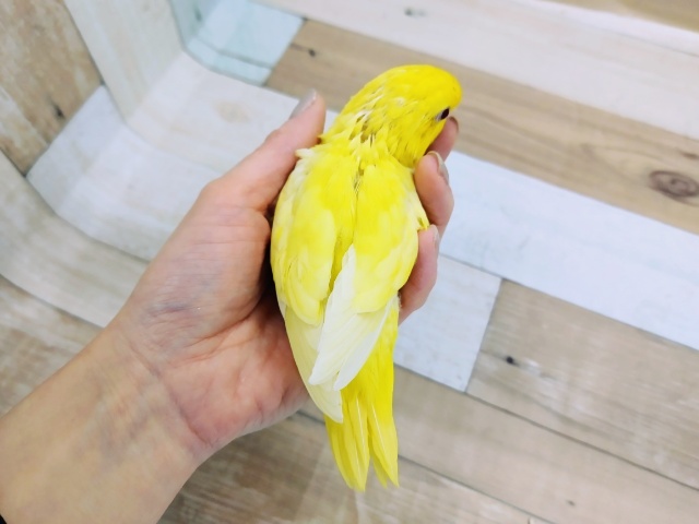 サザナミインコ