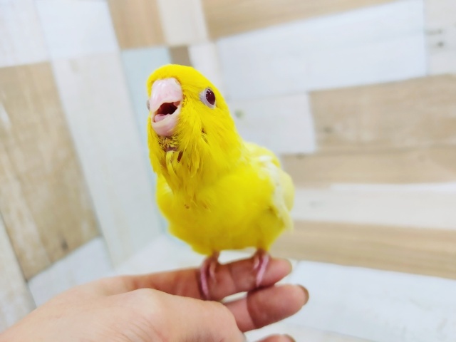 サザナミインコ