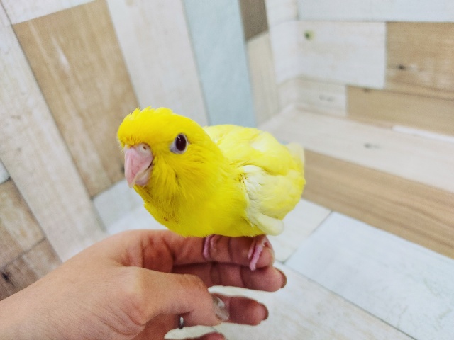 サザナミインコ