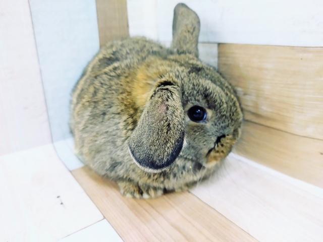ロップイヤーラビット