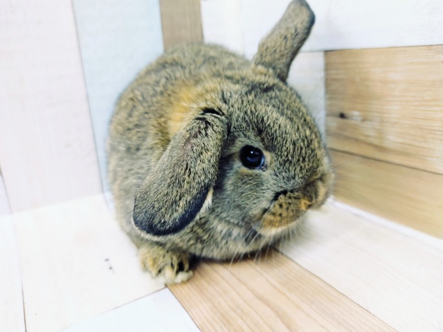 ロップイヤーラビット