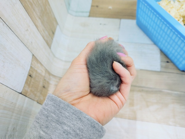 ゴールデンハムスター