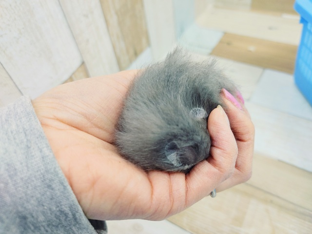 ゴールデンハムスター