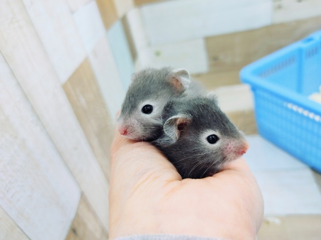 ゴールデンハムスター