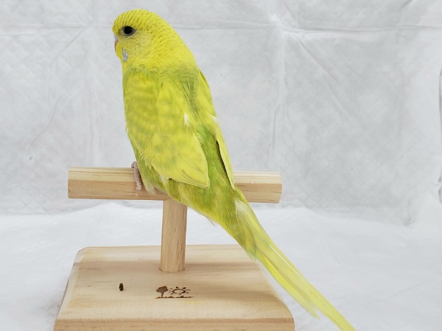 ジャンボセキセイインコ