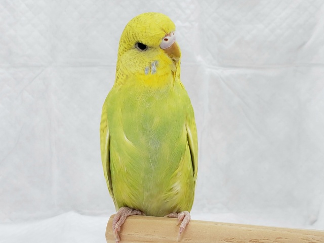 ジャンボセキセイインコ