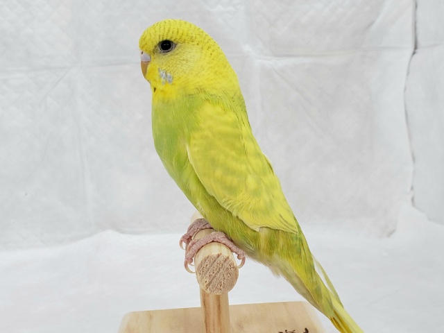 ジャンボセキセイインコ