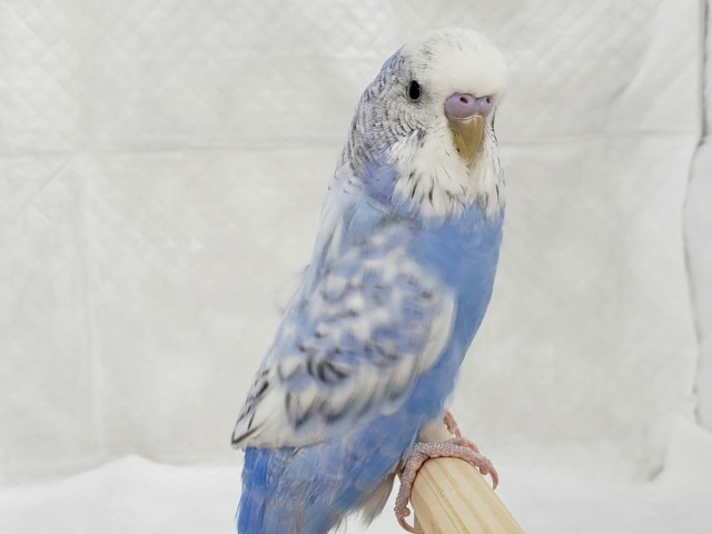 ジャンボセキセイインコ