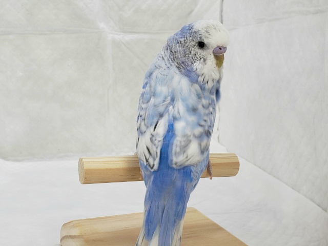 ジャンボセキセイインコ