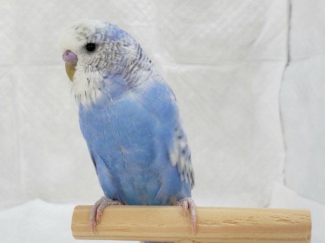 ジャンボセキセイインコ