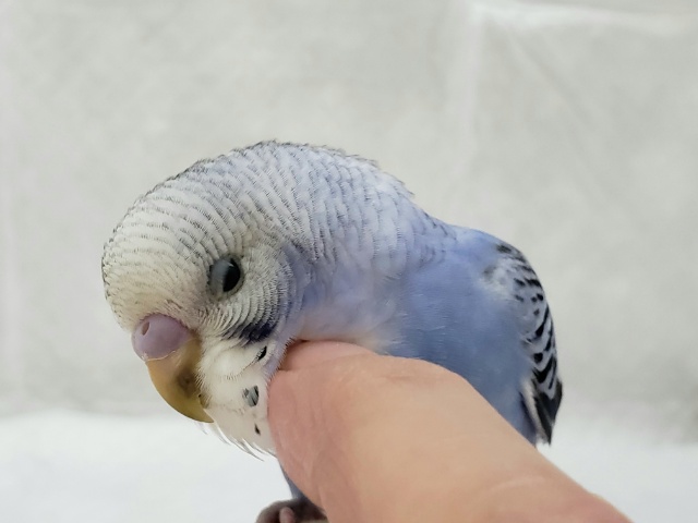 カキカキ大好きセキセイインコ。 セキセイインコ