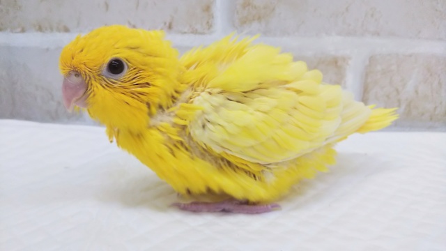 サザナミインコ