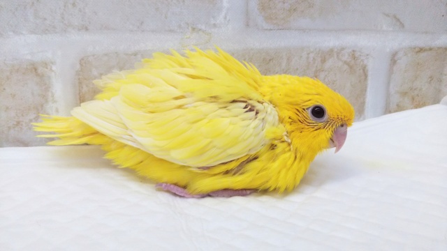 サザナミインコ