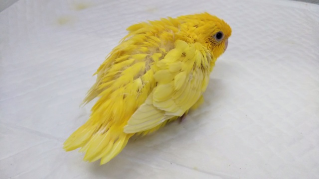 サザナミインコ