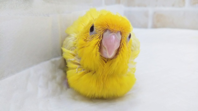 サザナミインコ