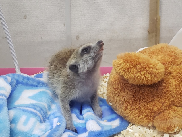 ミーアキャット