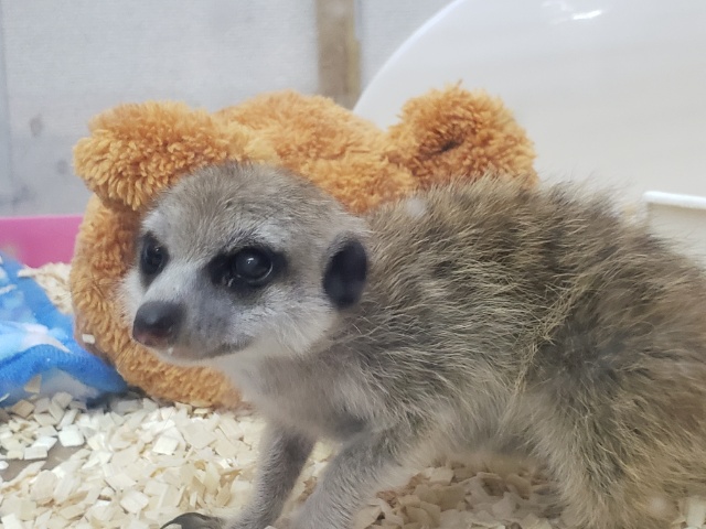 ミーアキャット