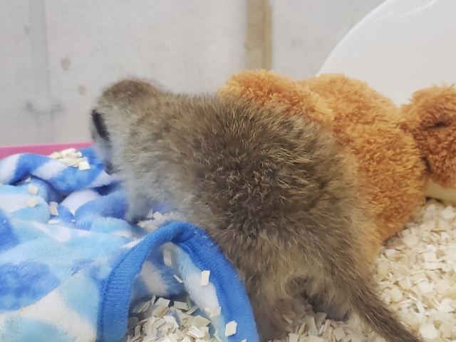 ミーアキャット