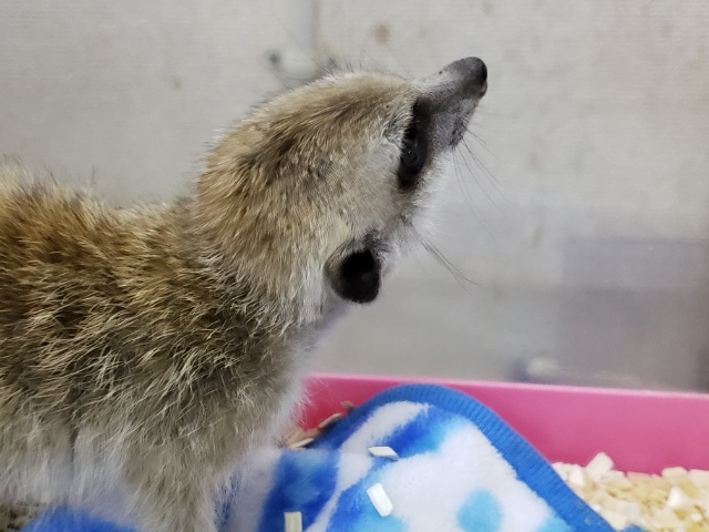 ミーアキャット