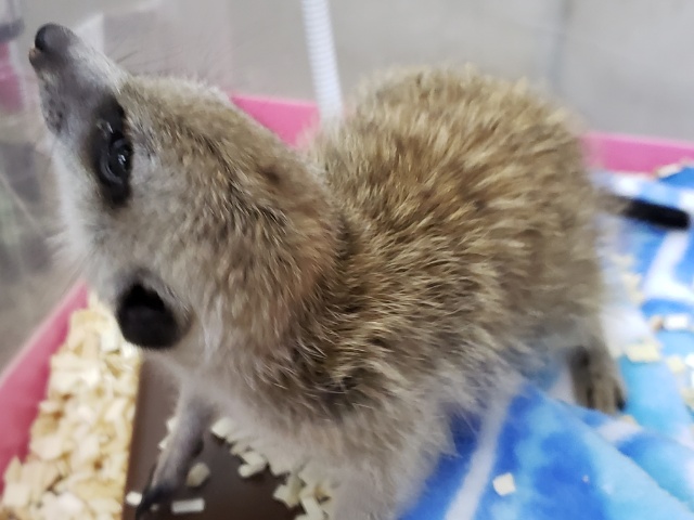 ミーアキャット