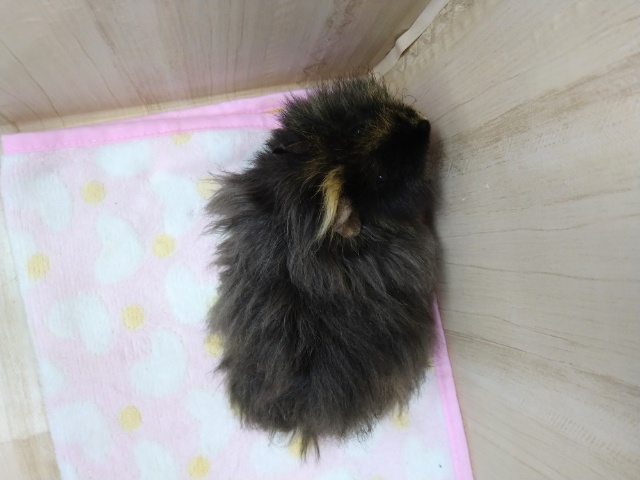 メリノモルモット