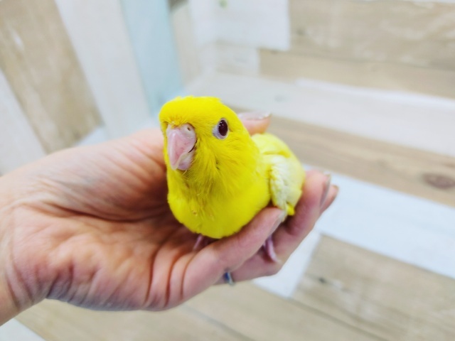 サザナミインコ