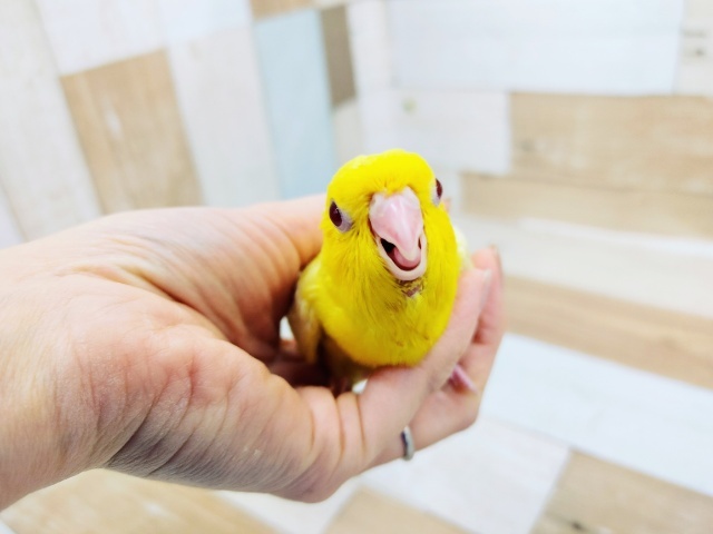 サザナミインコ