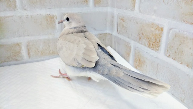 ジュズカケバト