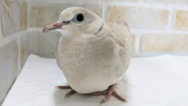 ジュズカケバト