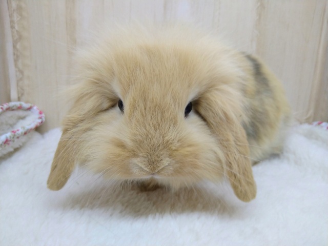 ロップイヤーラビット