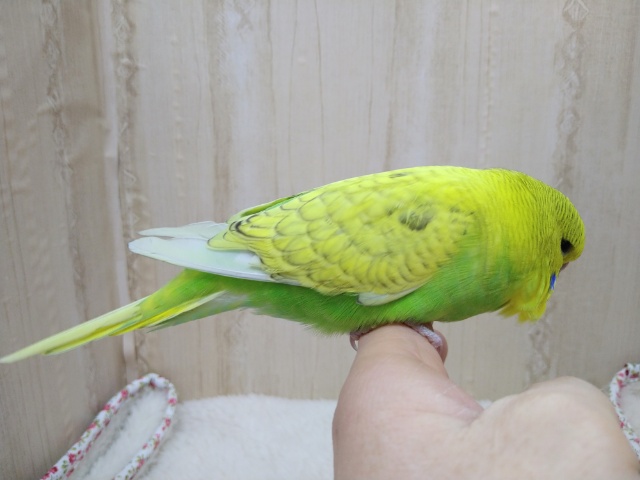 ジャンボセキセイインコ