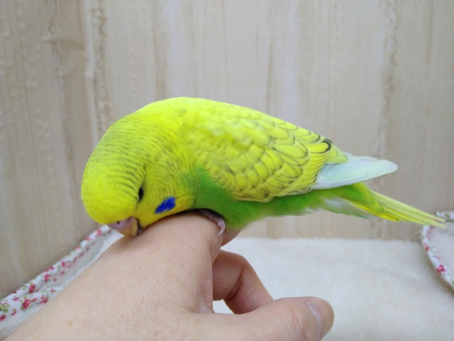 ジャンボセキセイインコ