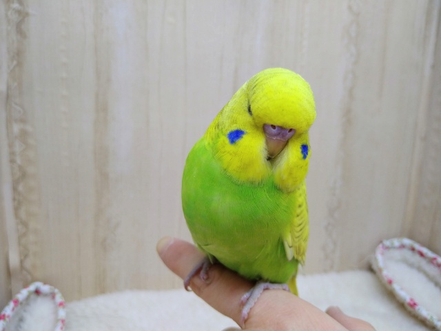 ジャンボセキセイインコ