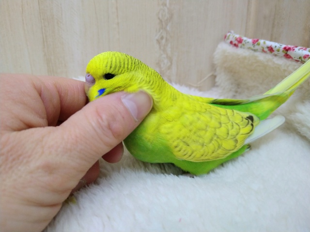 ジャンボセキセイインコ