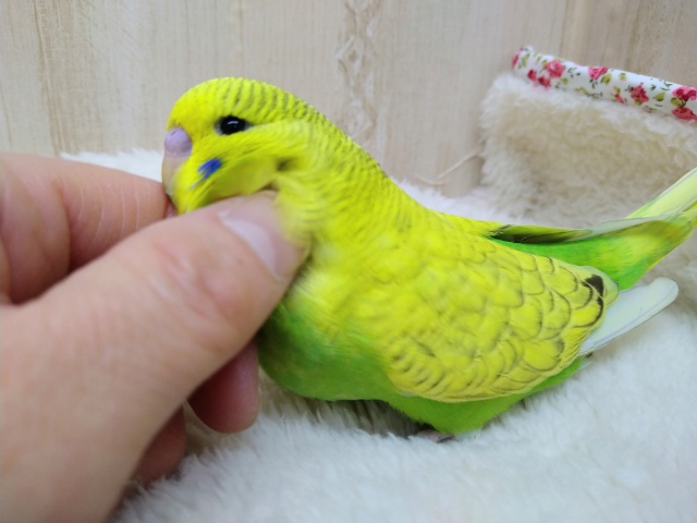 ジャンボセキセイインコ