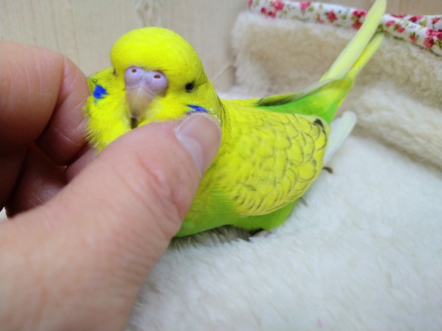ジャンボセキセイインコ