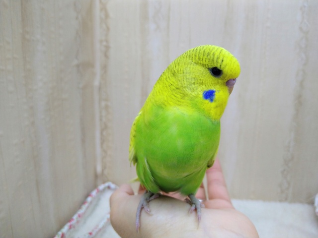 ジャンボセキセイインコ