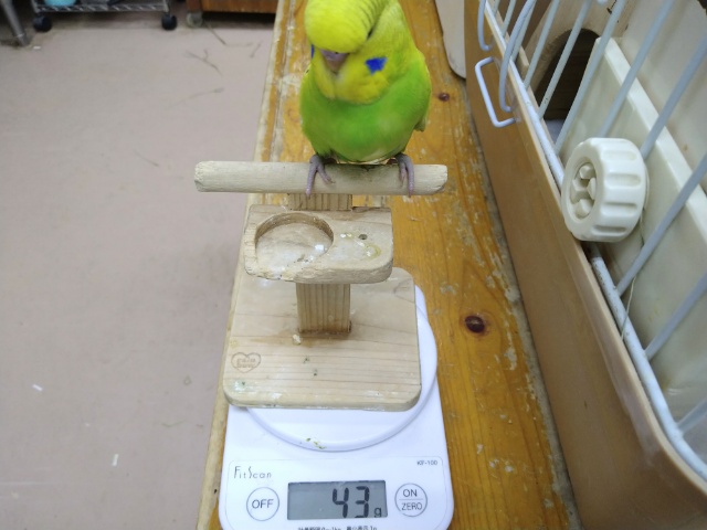 ジャンボセキセイインコ
