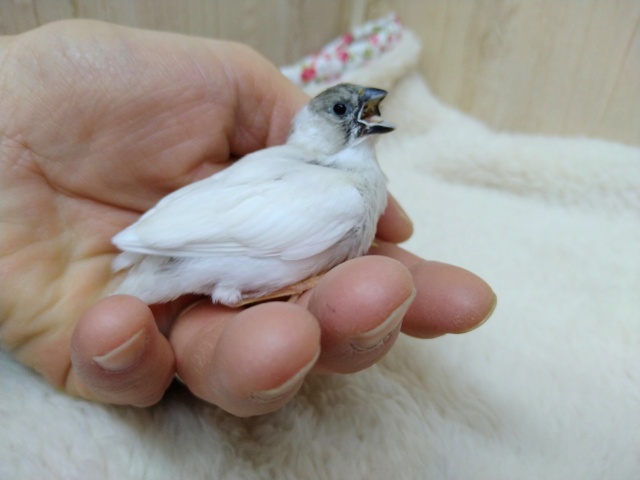 錦花鳥（キンカチョウ）