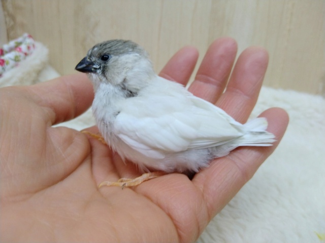 錦花鳥（キンカチョウ）