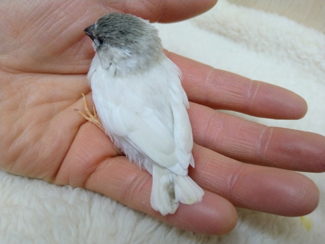 錦花鳥（キンカチョウ）