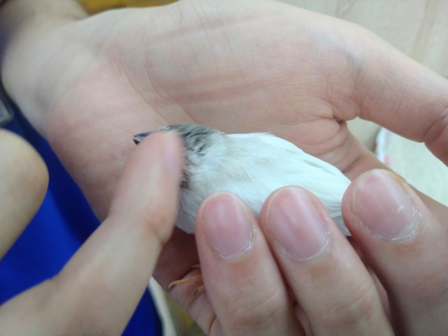 錦花鳥（キンカチョウ）