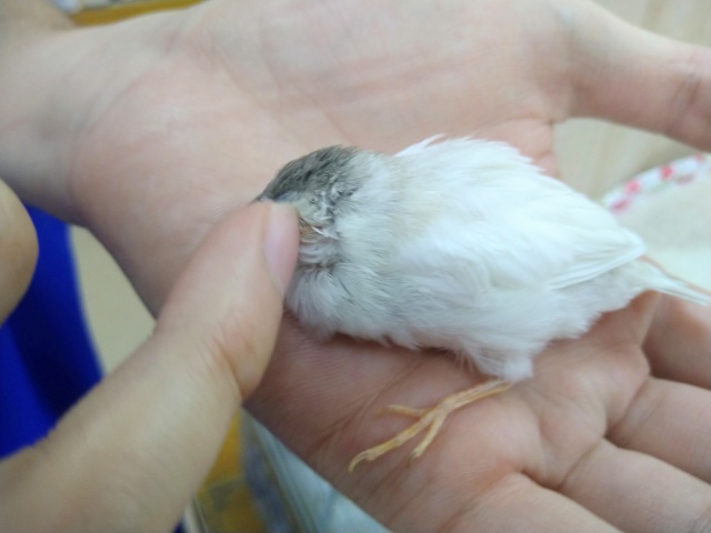 錦花鳥（キンカチョウ）