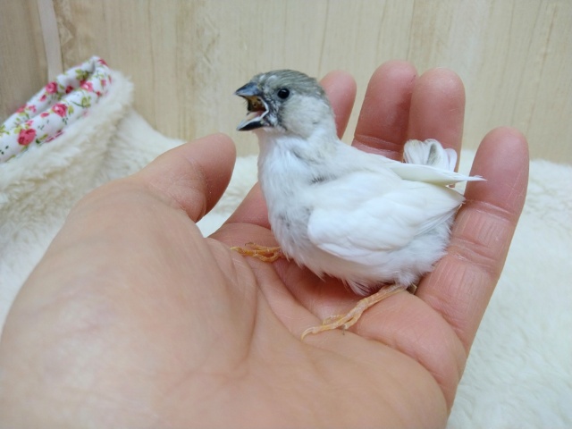 錦花鳥（キンカチョウ）