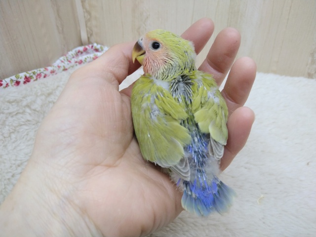コザクラインコ（小桜インコ）