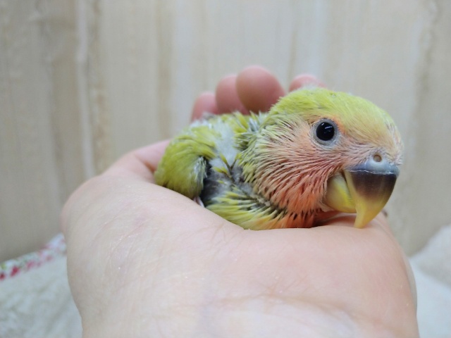 コザクラインコ（小桜インコ）