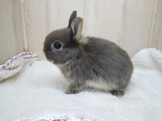 ドワーフラビット