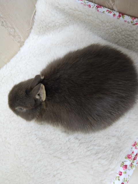 ドワーフラビット