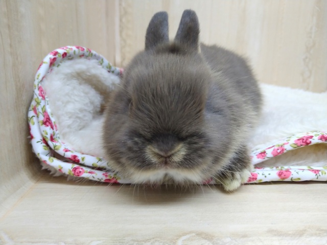 ドワーフラビット